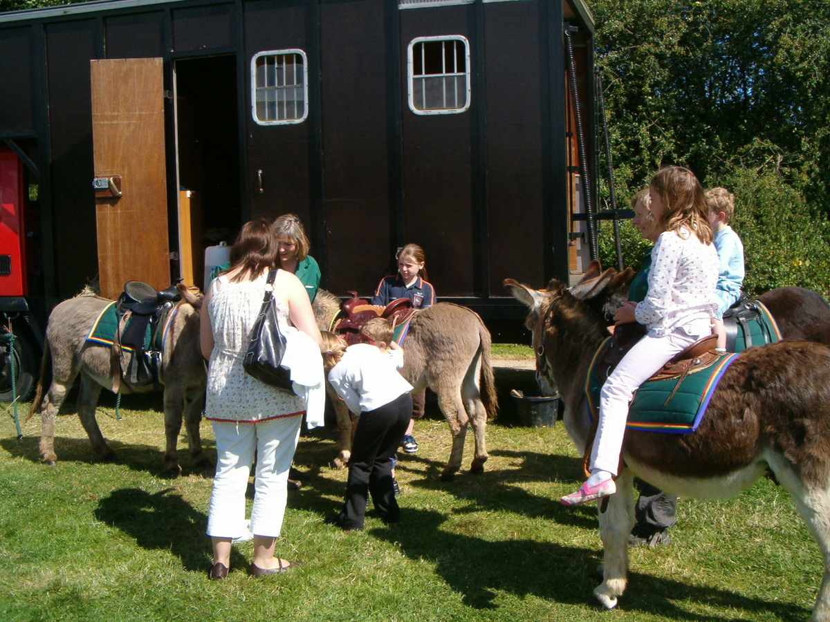 Donkey Rides